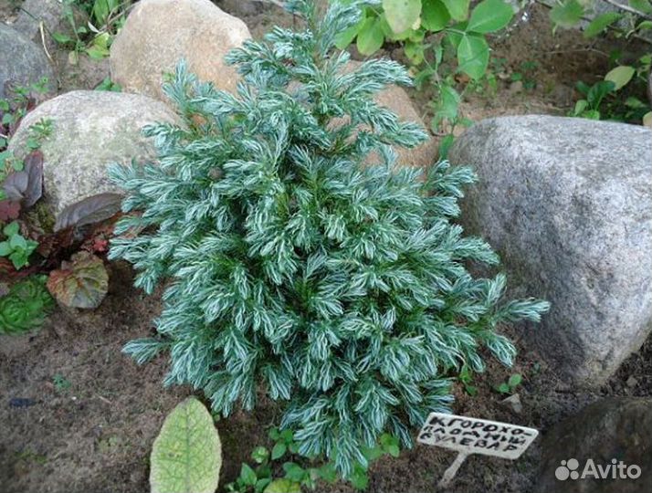 Кипарисовик 