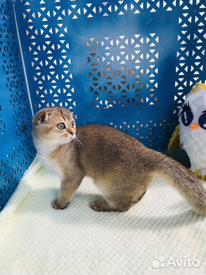 Золотая шиншилла