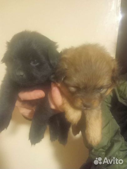 Щенки померанского мини шпица