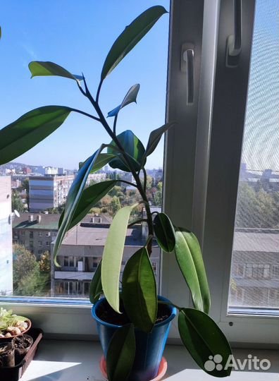 Фикус