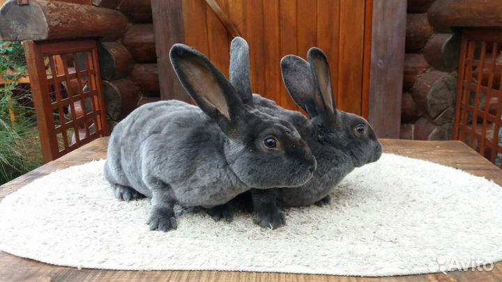 Кролики породы рэкс+сатин