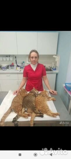 Ветеринарный врач на дом