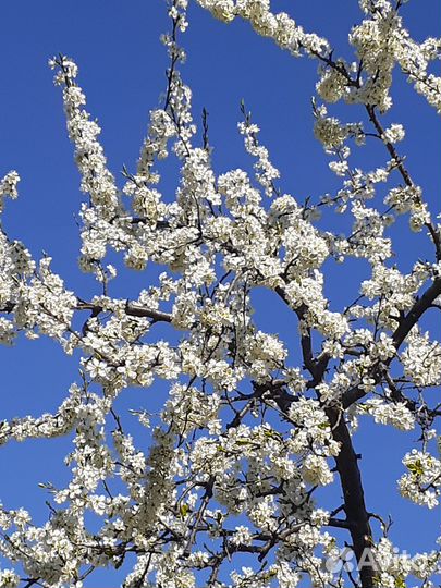 Кусты. цветы. саженцы