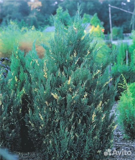 Можжевельник Стрикта Вариегата