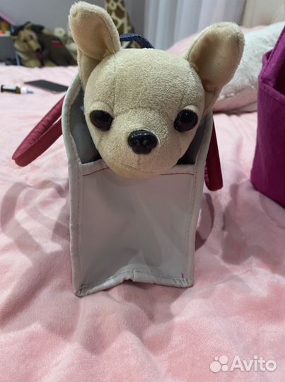 Собака chi chi love