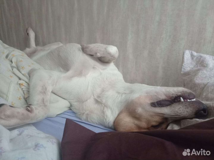 Собака для вязки