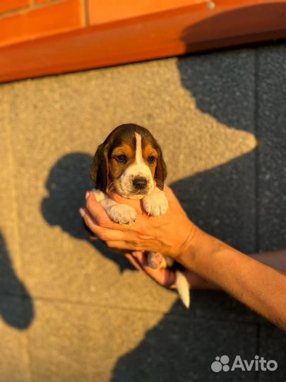 Щенки бигль торг