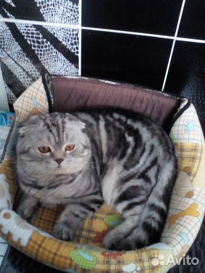 Ждём на вязку кошечку,чистокровный шотландец