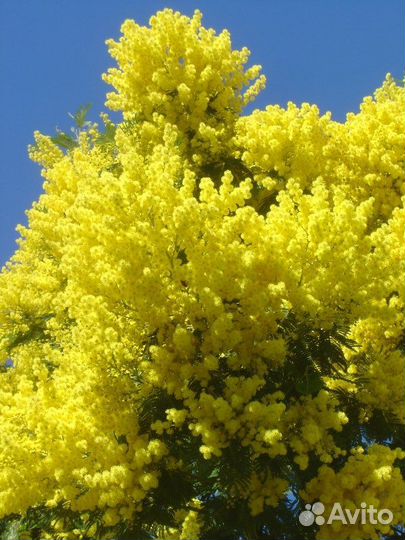 Кипарис, руксус