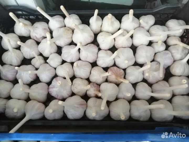 Чеснок семенной зимний (озимый)