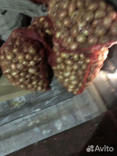 Лук репчатый