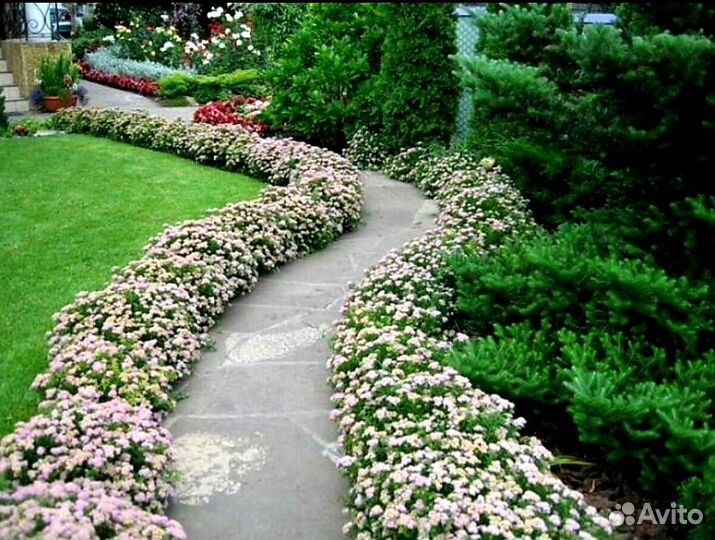 Спирея японская нана