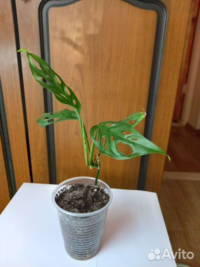 Монстера минима и монстера манки