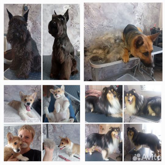 Груминг Собак и Кошек