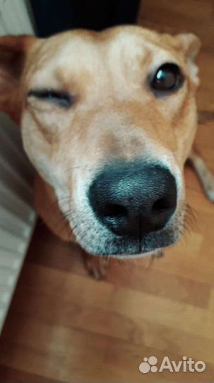 Собака в добрые руки