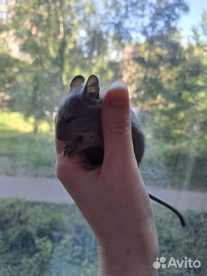 Цветные дегу