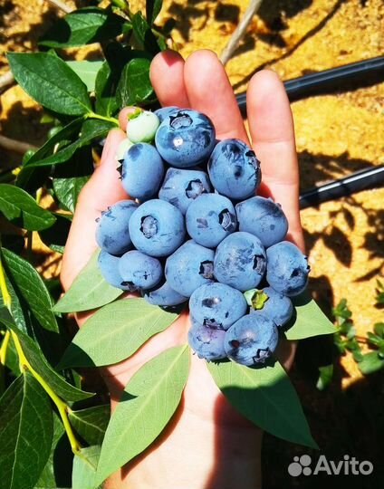 Саженцы голубики