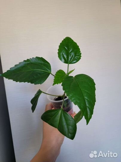 Китайская роза (гибискус)