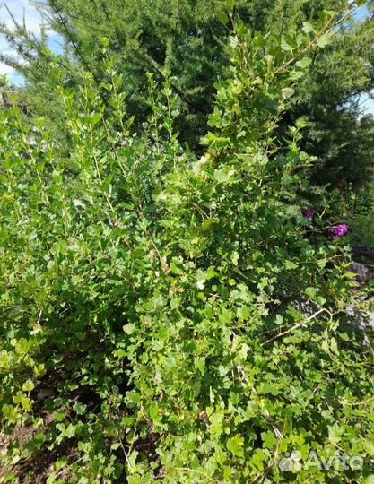 Крыжовник тёмный (отводки)