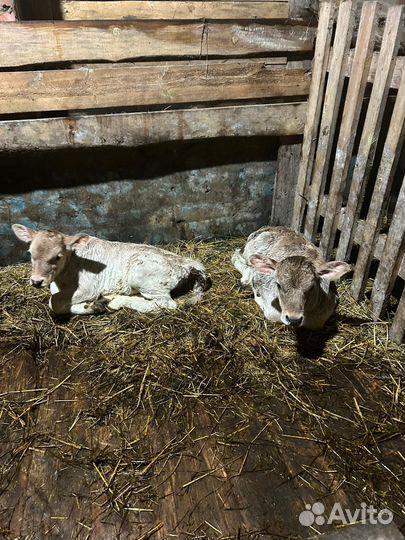 Бычки и телочки Швицкой породы