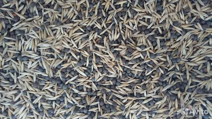 Вика с овсом