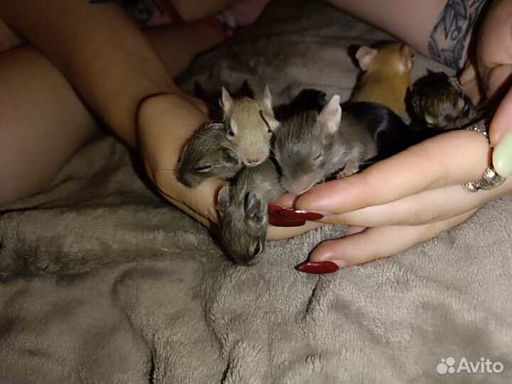 Цветные дегу