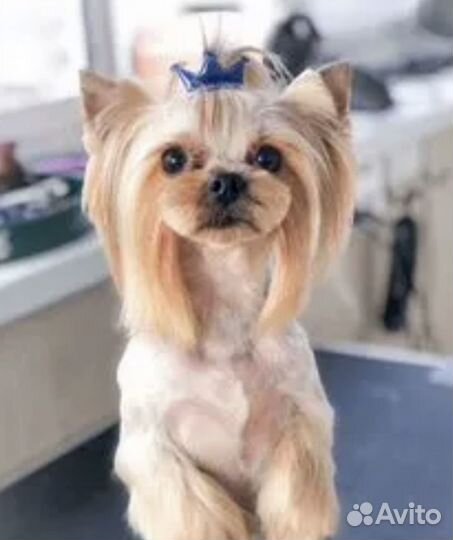 Продается мальчик