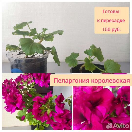 Олеандр. Герань. Пеларгонии. Рэо. Комнатные цветы