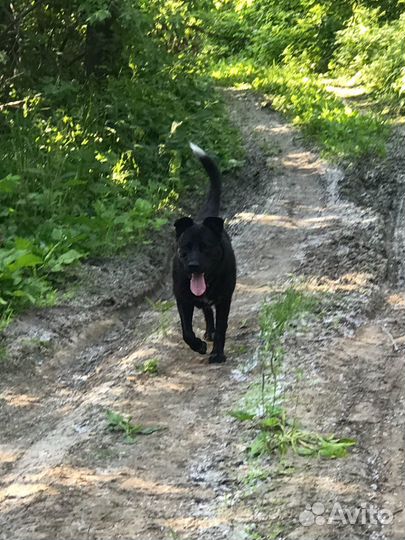 В добрые руки