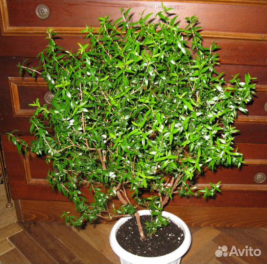 Мирт. Гранат