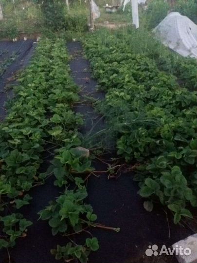 Саженцы клубники сортов ой (малина, ежевика)