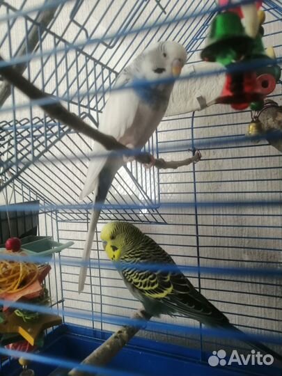 Волнистые попугаи с клеткой и кормом