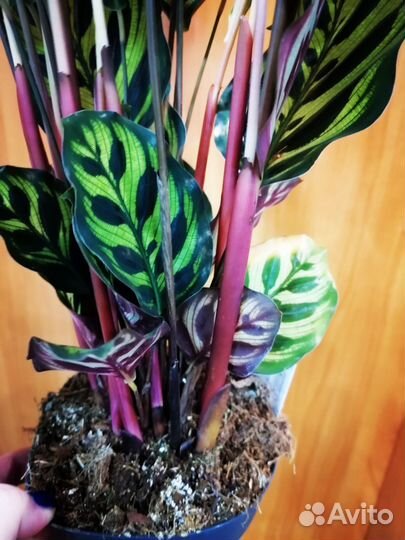 Калатея Макояна, на Подарок