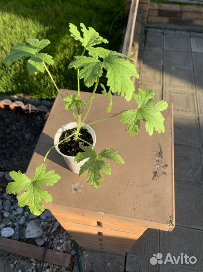 Пеларгония душистая