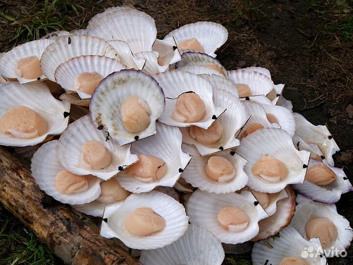 Морепродукты с доставкой