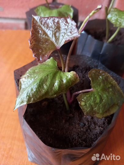 Батат рассада