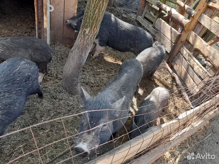 Вьетнамские вислобрюхие поросята