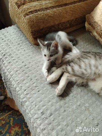 Отдам котят милашек