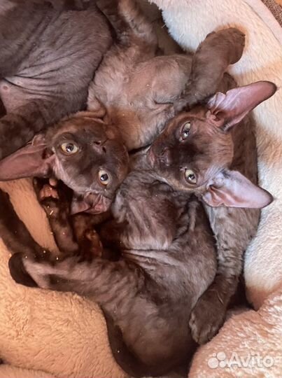 Девон-рекс шоколадный Зайка