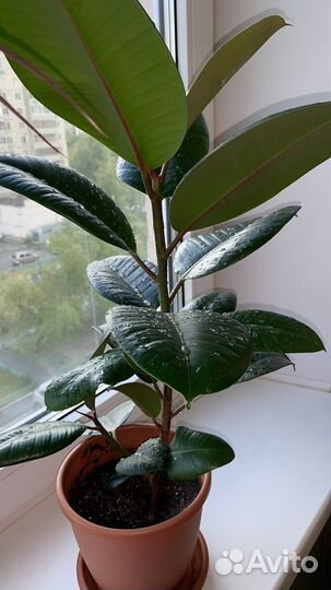 Фикус каучуконосный