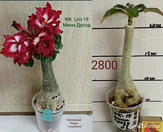 Мини адениум, прививки