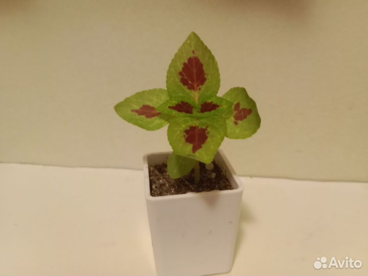 Колеусы разных сортов