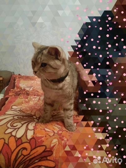 Котик в добрые руки
