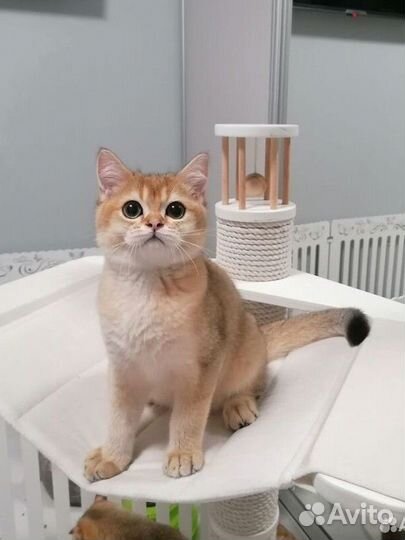 Шотландский шиншилловый котенок