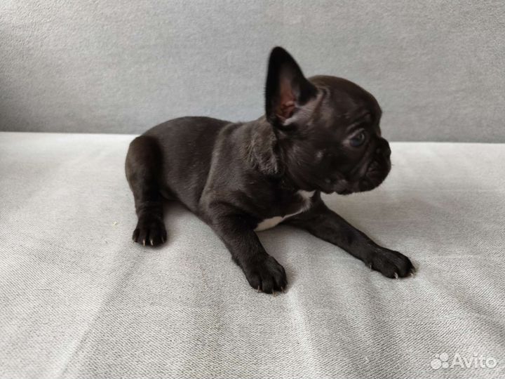 Французский бульдог
