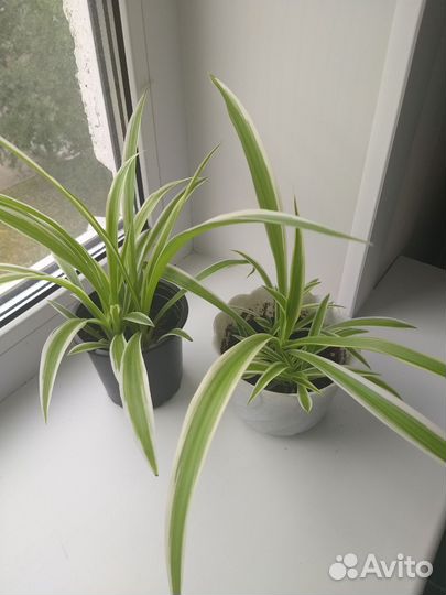 Неприхотливые домашние цветы