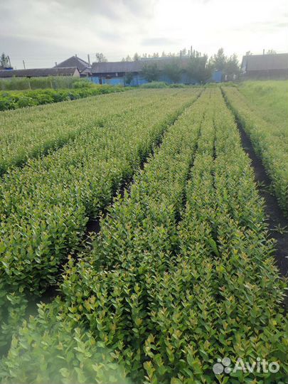 Сеянцы кизильника блестящего 1летка