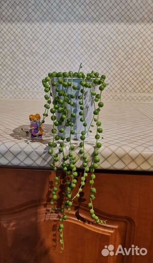 Крестовник роули