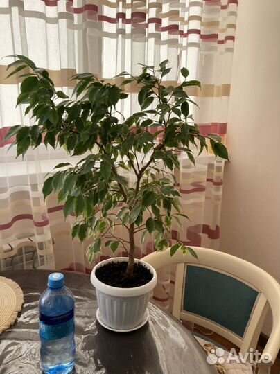 Фикус бенджамина