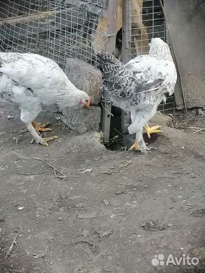 Молодые петухи